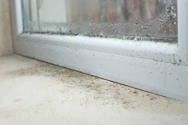 Why You Should Choose Our Mold Remediation Services in Lepanto, AR